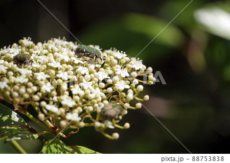 白い花に群がり吸密するコアオハナムグリ 88753838