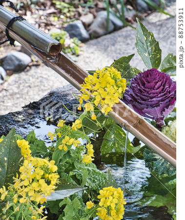 花手水|菜の花とハボタン 花手水|菜の花とハボタン 88753911