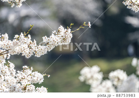 白石川堤一目千本桜 満開のソメイヨシノ 宮城県大河原町 白石川堤一目千本桜 満開のソメイヨシノ 宮城県大河原町 88753983
