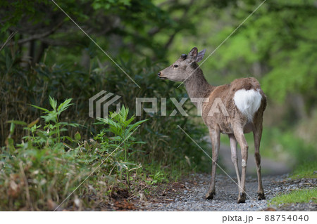 エゾシカの雄 88754040