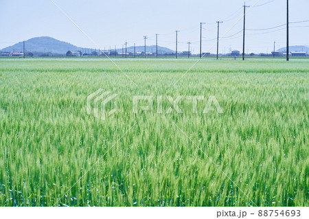 麦畑と電柱 88754693