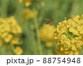菜の花の蜜を吸うミツバチ 88754948