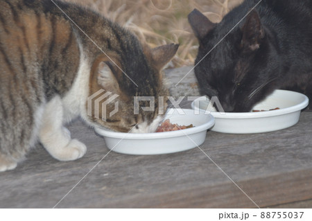 野良猫　横浜市内　金井遊歩道 88755037