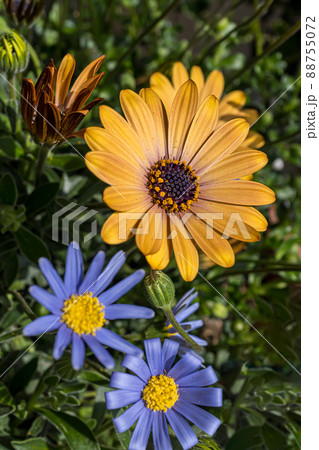 オステオスペルマム キンセンカ属キク科 の花の写真素材