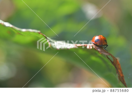 ナナホシテントウ虫 鎌倉中央公園 ナナホシテントウ虫 鎌倉中央公園 88755680