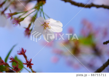宴の名残り・葉桜の美 宴の名残り・葉桜の美 88755711