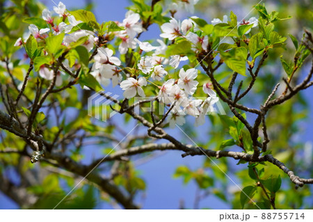 宴の名残り・葉桜の美 宴の名残り・葉桜の美 88755714