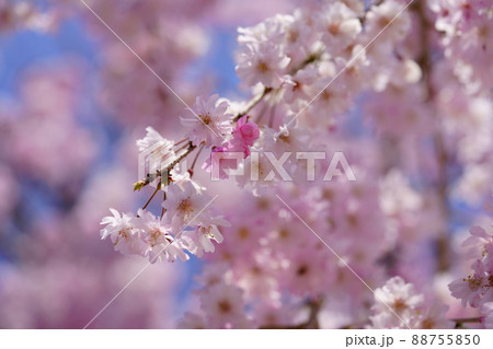 小春日和の枝垂れ桜 小春日和の枝垂れ桜 88755850