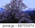 向野のエドヒガン桜 88755974