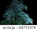 向野のエドヒガン桜 88755976