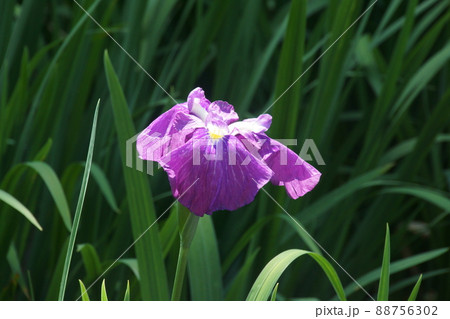 ハナショウブ 88756302