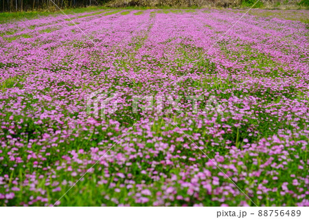 一面に咲く満開の蓮華畑 一面に咲く満開の蓮華畑 88756489