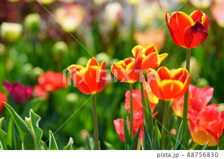 綺麗なチューリップの花壇 88756830