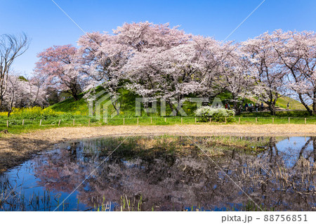 池に映る古墳と桜 88756851