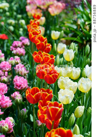 綺麗なチューリップの花壇 綺麗なチューリップの花壇 88756889