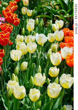 綺麗なチューリップの花壇 綺麗なチューリップの花壇 88756890