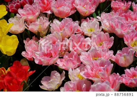綺麗なチューリップの花壇 綺麗なチューリップの花壇 88756891