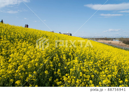 江戸川 菜の花 春の情景 埼玉県三郷市 江戸川 菜の花 春の情景 埼玉県三郷市 88756941