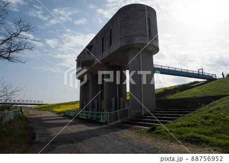 江戸川　菜の花　春の情景　埼玉県三郷市 88756952