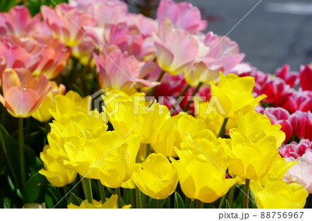 綺麗なチューリップの花壇 88756967