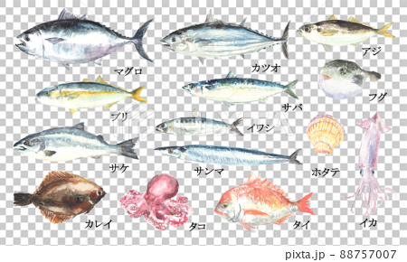 水彩で描いた魚介類のイラストセット 88757007
