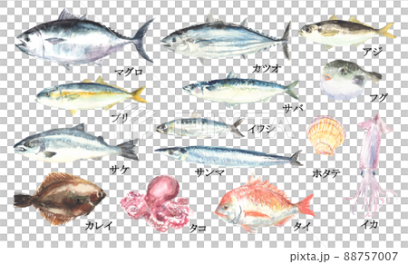 用水彩畫的魚和貝類的插圖集 88757007