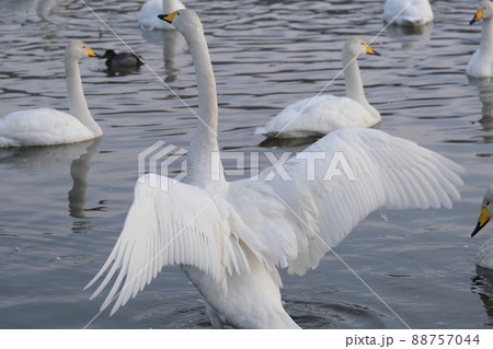 白鳥 長嶺大池 白鳥 長嶺大池 88757044