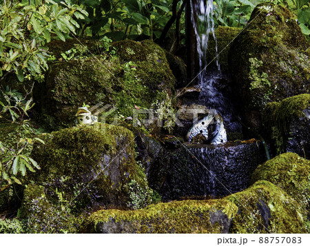 秋の苔 秋の苔 88757083