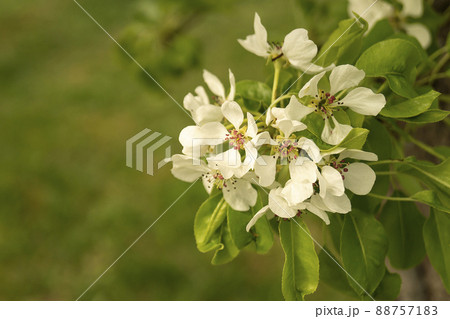 Cyetenie pears in spring garden in rural terrain 88757183