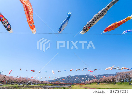 相川水辺公園、満開の桜とこいのぼり〈岐阜県不破郡〉 88757235