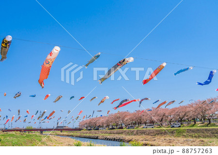 相川水辺公園、満開の桜とこいのぼり〈岐阜県不破郡〉 相川水辺公園、満開の桜とこいのぼり〈岐阜県不破郡〉 88757263