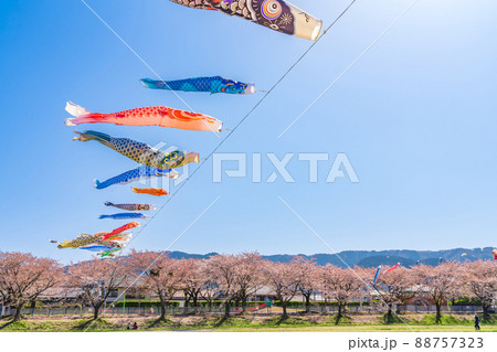 相川水辺公園、満開の桜とこいのぼり〈岐阜県不破郡〉 88757323