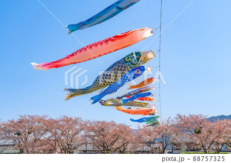 相川水辺公園、満開の桜とこいのぼり〈岐阜県不破郡〉 相川水辺公園、満開の桜とこいのぼり〈岐阜県不破郡〉 88757325