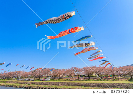 相川水辺公園、満開の桜とこいのぼり〈岐阜県不破郡〉 相川水辺公園、満開の桜とこいのぼり〈岐阜県不破郡〉 88757326