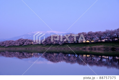 宮城県白石川一目千本桜 宮城県白石川一目千本桜 88757375
