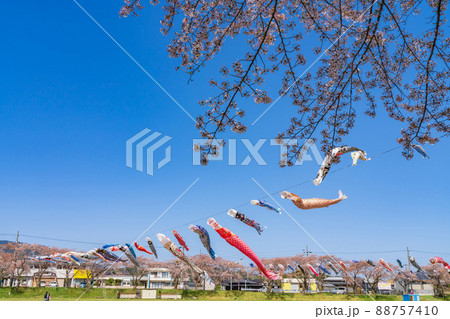 相川水辺公園、満開の桜とこいのぼり〈岐阜県不破郡〉 88757410