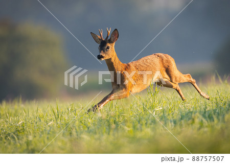 Roe deer buck running through a meadow wet fromの写真素材