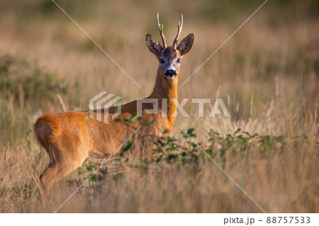 Male roe deer looking into the camera in dry grass and green raspberry bushes Male roe deer looking into the camera in dry grass and green raspberry bushes 88757533