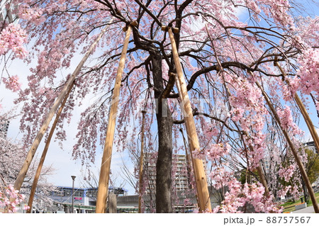 三郷市中央 春の情景 三春の滝桜 子孫樹 三郷市中央 春の情景 三春の滝桜 子孫樹 88757567