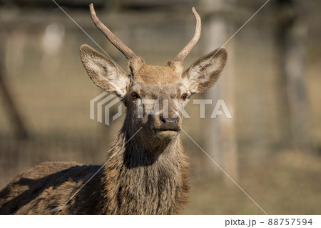 Close up of a wild deer in the summer 88757594