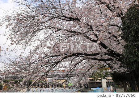 遊歩道沿いに咲く満開の桜 88757660