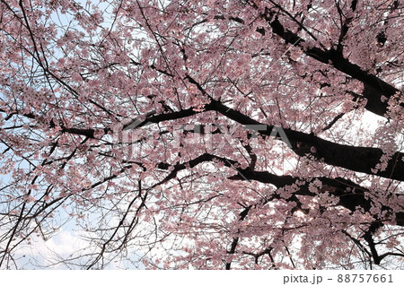 遊歩道沿いに咲く満開の桜 遊歩道沿いに咲く満開の桜 88757661
