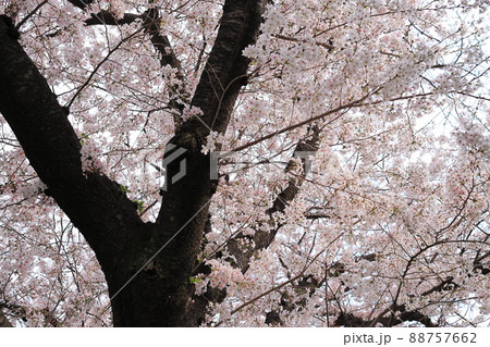 遊歩道沿いに咲く満開の桜 88757662