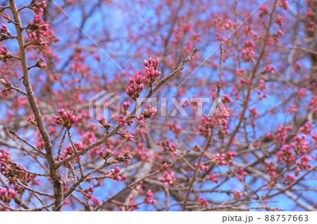 サクラ 桜 つぼみ 蕾 サクラ 桜 つぼみ 蕾 88757663