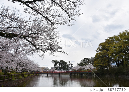 花曇りの小田原城　お堀の桜　 88757739