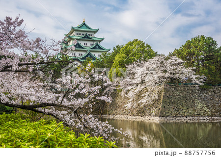 《愛知県》名古屋城と桜 88757756