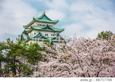 《愛知県》名古屋城と桜 《愛知県》名古屋城と桜 88757766