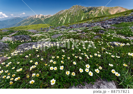 チングルマ咲く夏の雲ノ平から見る水晶岳 88757821