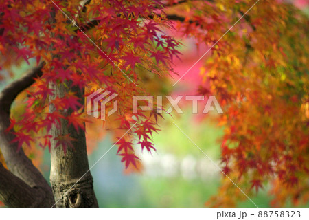 薬師公園の紅葉と池 88758323