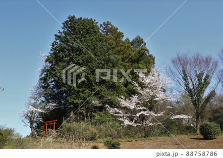 2021日本で一番幸せな町に選ばれた埼玉県鳩山町大橋地区の鎮守の森の稲荷大明神を彩る満開の桜と青空 2021日本で一番幸せな町に選ばれた埼玉県鳩山町大橋地区の鎮守の森の稲荷大明神を彩る満開の桜と青空 88758786